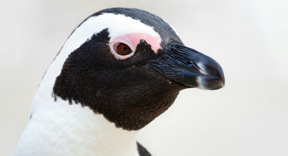 Boulders Beach pinguins